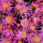 Хризантема корейская Маркиза от Завода ФЛОРА