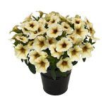 Петуния Петхоа BeautiCal French Vanilla от Завода ФЛОРА