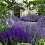 Котовник Фассена Walker's Low - фото 5 от Завода ФЛОРА