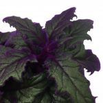 Гинура Gynura - фото 2 от Завода ФЛОРА