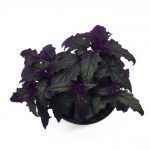 Гинура Gynura - фото 3 от Завода ФЛОРА