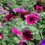 Петуния Bonnie Magenta Star - фото 1 от Завода ФЛОРА