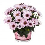 Остеоспермум Margarita Eclipse от Завода ФЛОРА