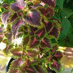 Колеус Остров Крит от Завода ФЛОРА