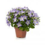 Кампанула простая Биколор  0,1л - фото 1 от Завода ФЛОРА