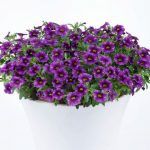 Калибрахоа Colibri Purple Lace от Завода ФЛОРА