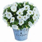 Калибрахоа Calita White от Завода ФЛОРА