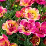 Калибрахоа Chameleon Double Pink Yellow от Завода ФЛОРА
