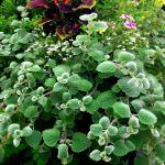 Плектрантус Войлочный Silver от Завода ФЛОРА