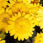 Остеоспермум 3D Deep Sun от Завода ФЛОРА