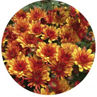 Хризантема мультифлора Flame Bicolor (срезы/3шт)