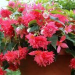 Бегония Ампельная Belleconia Rose от Завода ФЛОРА