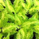 Колеус Wizard - фото 1 от Завода ФЛОРА