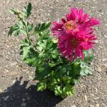 Хризантема корейская Маркиза - фото 1 от Завода ФЛОРА