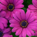 Остеоспермум ампельный Plaisir Purple - фото 1 от Завода ФЛОРА