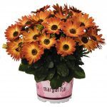 Остеоспермум Margarita Orange Flare от Завода ФЛОРА