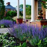 Котовник Фассена Walker's Low - фото 2 от Завода ФЛОРА