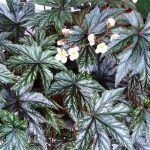 Бегония Gryphon - фото 1 от Завода ФЛОРА