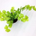 Вербейник монетчатый Goldilocks - фото 6 от Завода ФЛОРА