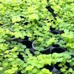 Вербейник монетчатый Goldilocks - фото 5 от Завода ФЛОРА