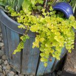 Вербейник монетчатый Goldilocks - фото 4 от Завода ФЛОРА