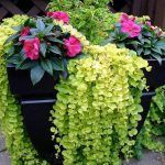 Вербейник монетчатый Goldilocks - фото 3 от Завода ФЛОРА