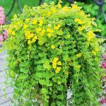 Вербейник монетчатый Goldilocks от Завода ФЛОРА