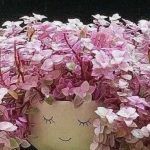 Каллизия Розовая Пантера - фото 1 от Завода ФЛОРА