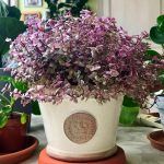 Каллизия Розовая Пантера - фото 2 от Завода ФЛОРА