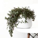 Каллизия Зелёная - фото 1 от Завода ФЛОРА