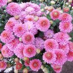 Хризантема корейская Дюймовочка от Завода ФЛОРА