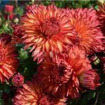 Хризантема корейская Папороти от Завода ФЛОРА