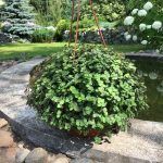 Каллизия Зеленая от Завода ФЛОРА