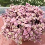 Каллизия Розовая Пантера от Завода ФЛОРА