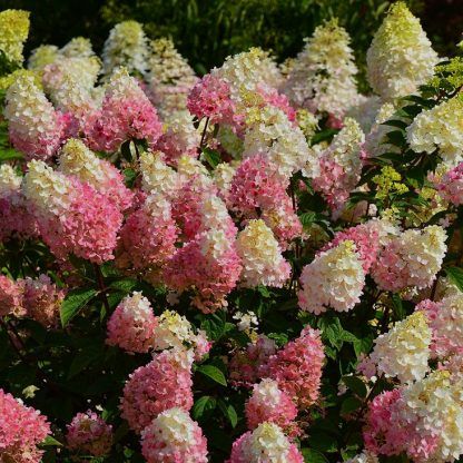 Гортензия метельчатая Little Blossom