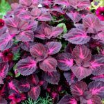 Колеус Perilla Magilla от Завода ФЛОРА