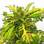 Колеус Brooklyn Horror - фото 1 от Завода ФЛОРА