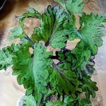 Колеус Pepino - фото 1 от Завода ФЛОРА