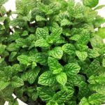 Мята Касабланка - фото 1 от Завода ФЛОРА