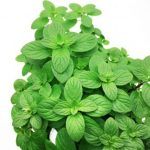 Мята Хилари - фото 1 от Завода ФЛОРА