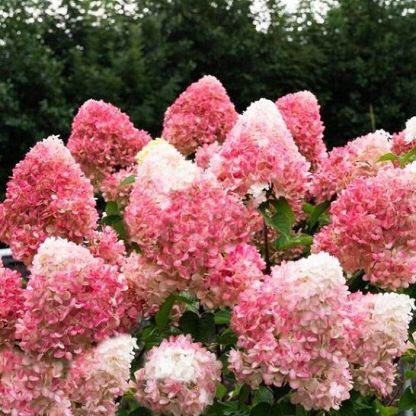 Гортензия метельчатая Pink and Rose (саженец) — изображение 2