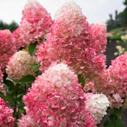 Гортензия метельчатая Pink and Rose (саженец)