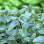 Мята Лекарственная от Завода ФЛОРА