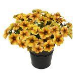 Петуния Beautical Caramel Yellow от Завода ФЛОРА