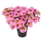 Петуния Петхоа BeautiCal Sunrey Pink от Завода ФЛОРА