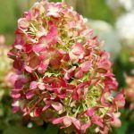 Гортензия метельчатая Graffiti - фото 1 от Завода ФЛОРА