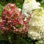 Гортензия метельчатая Graffiti от Завода ФЛОРА