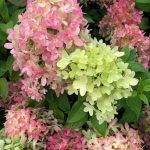 Гортензия метельчатая Graffiti - фото 2 от Завода ФЛОРА