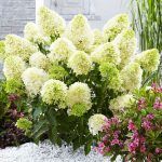 Гортензия метельчатая Skyfall от Завода ФЛОРА