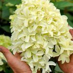 Гортензия метельчатая Skyfall - фото 3 от Завода ФЛОРА